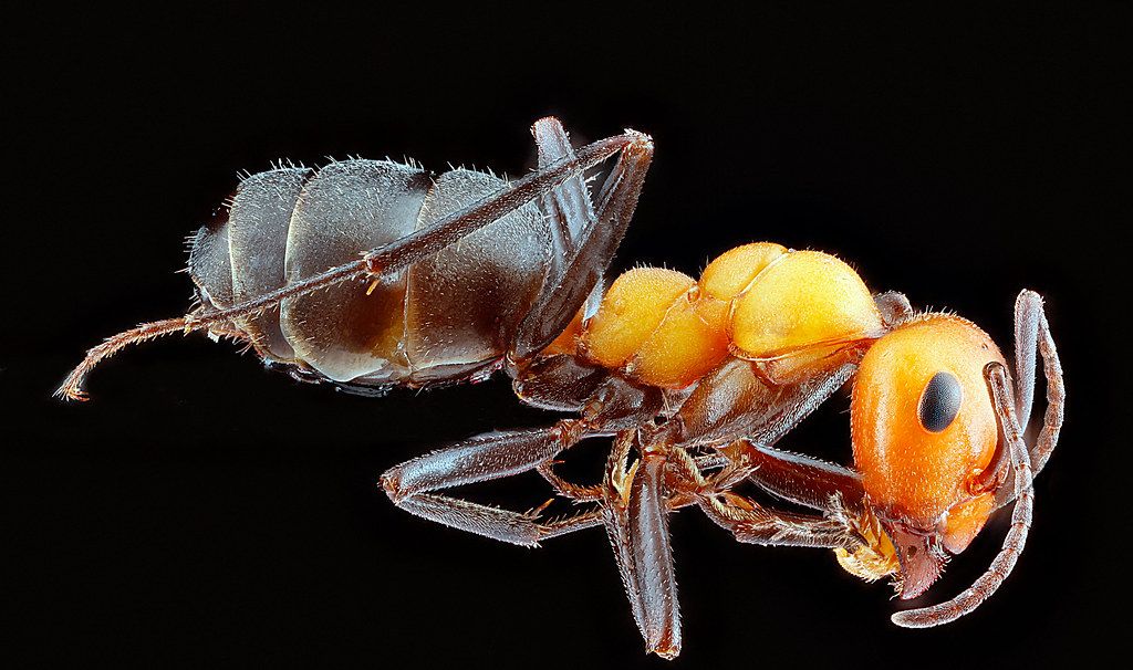 Ant Control service in Malden, MA