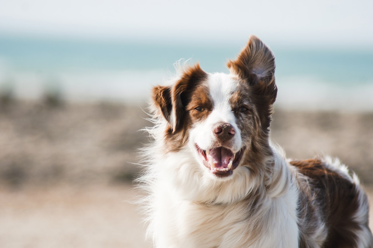 Flea & Tick Control service in Malden, MA