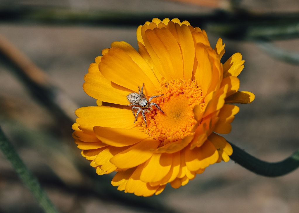 Spider Control service in Malden, MA